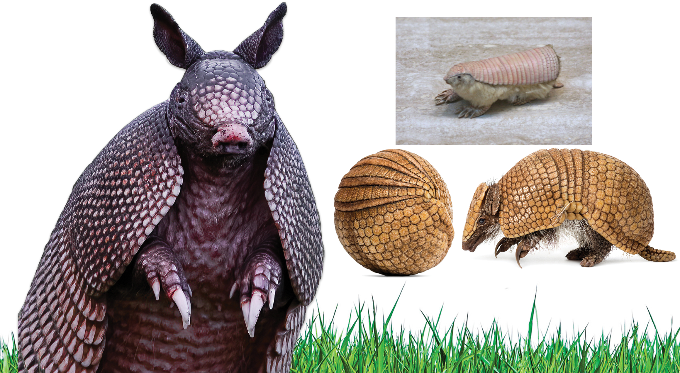 They're Here : Don't panic, but armadillos are making themselves at home in  WNC