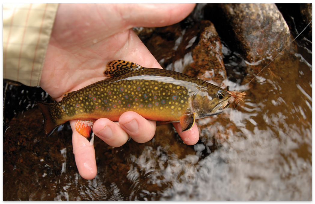 Baiting a Brookie : The wildflowers of Western North Carolina's