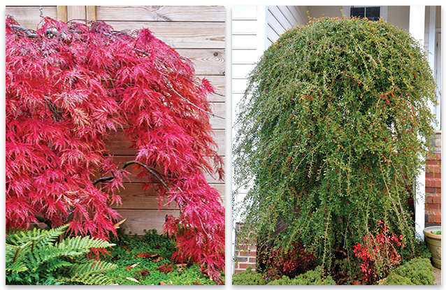 Three Of The Best Weeping Trees For, Linda Greenberg Landscape And Design