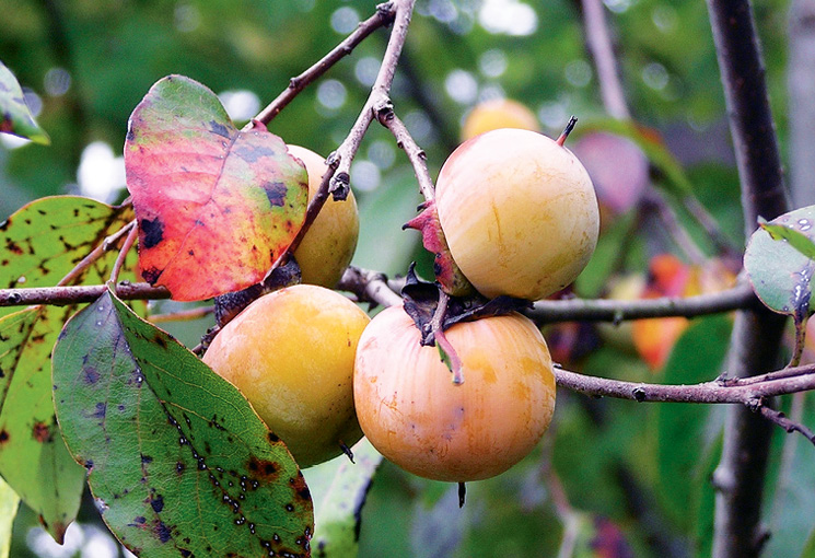 Fruits on an American persimmon tree