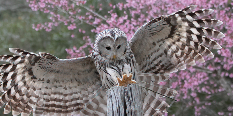 Center for Birds of Prey - Avian Conservation Center