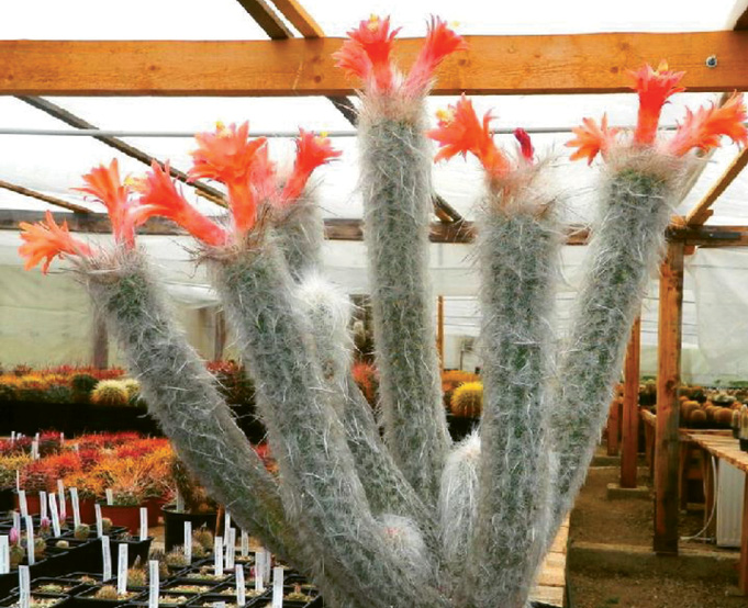German botanist and cacti expert Curt Backeberg, who helped plant the cactus garden at Fenwick Hall, named Morawetzia sericata for Victor.