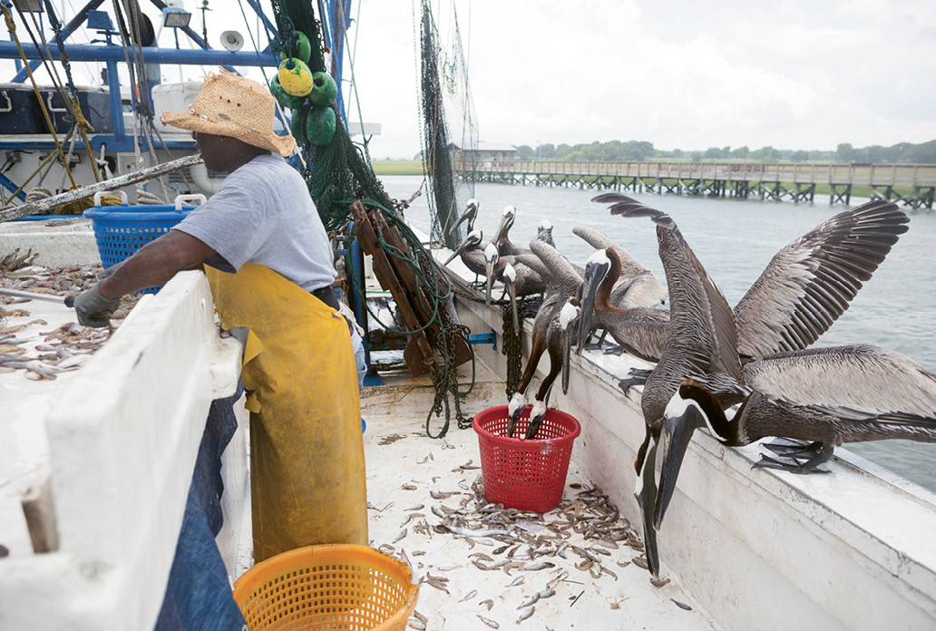 Pelicans vie for the bycatch on the Mrs. Judy Too