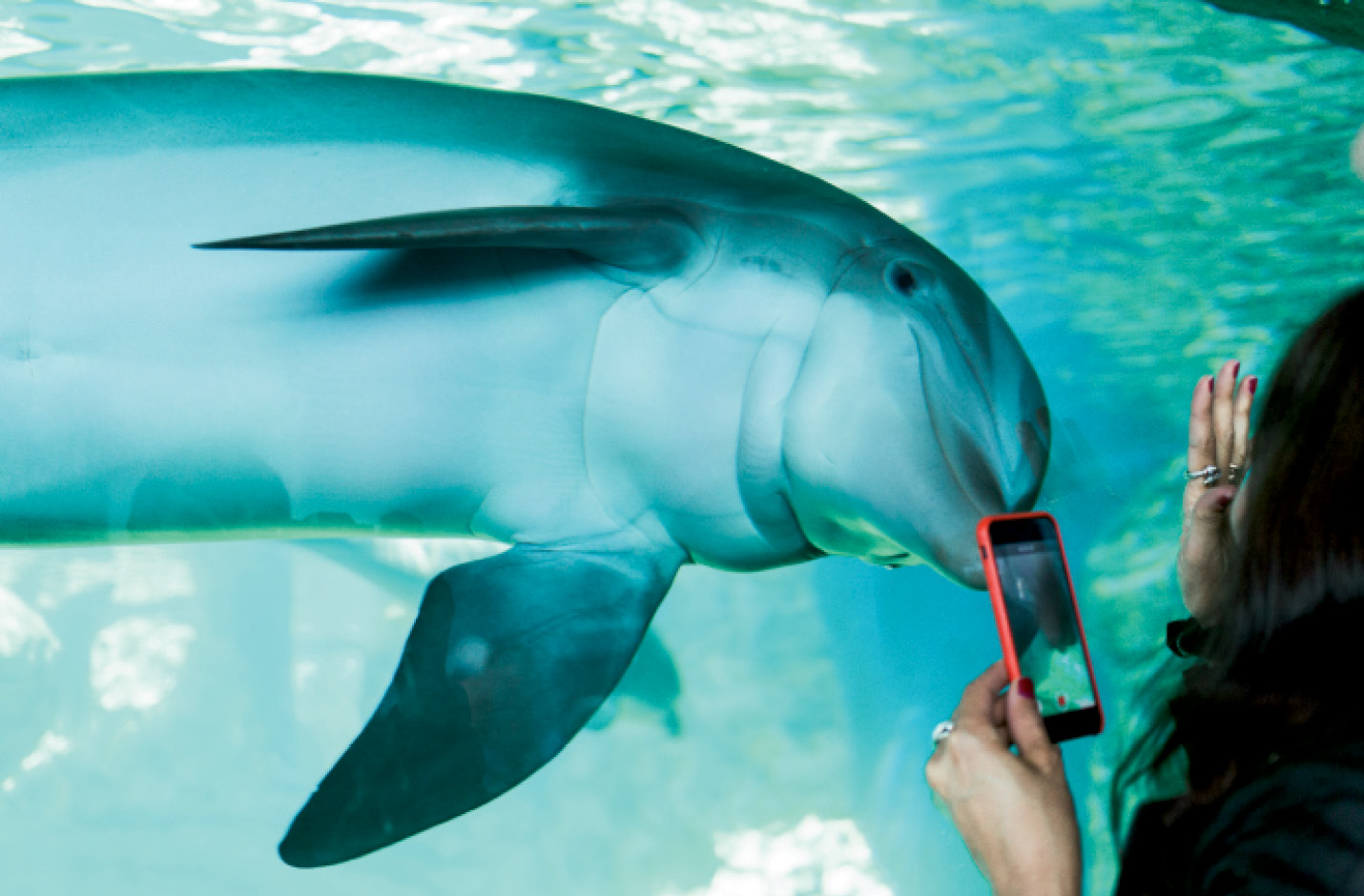Captivating &amp; Captive: The Marine Mammal Protection Act prohibits the “take” of wild marine mammals, including dolphins, without a permit. Some animals born in captivity remain in controlled environments, such as at Marineland, a former amusement park in Florida that’s now part of the Georgia Aquarium dolphin conservation program.