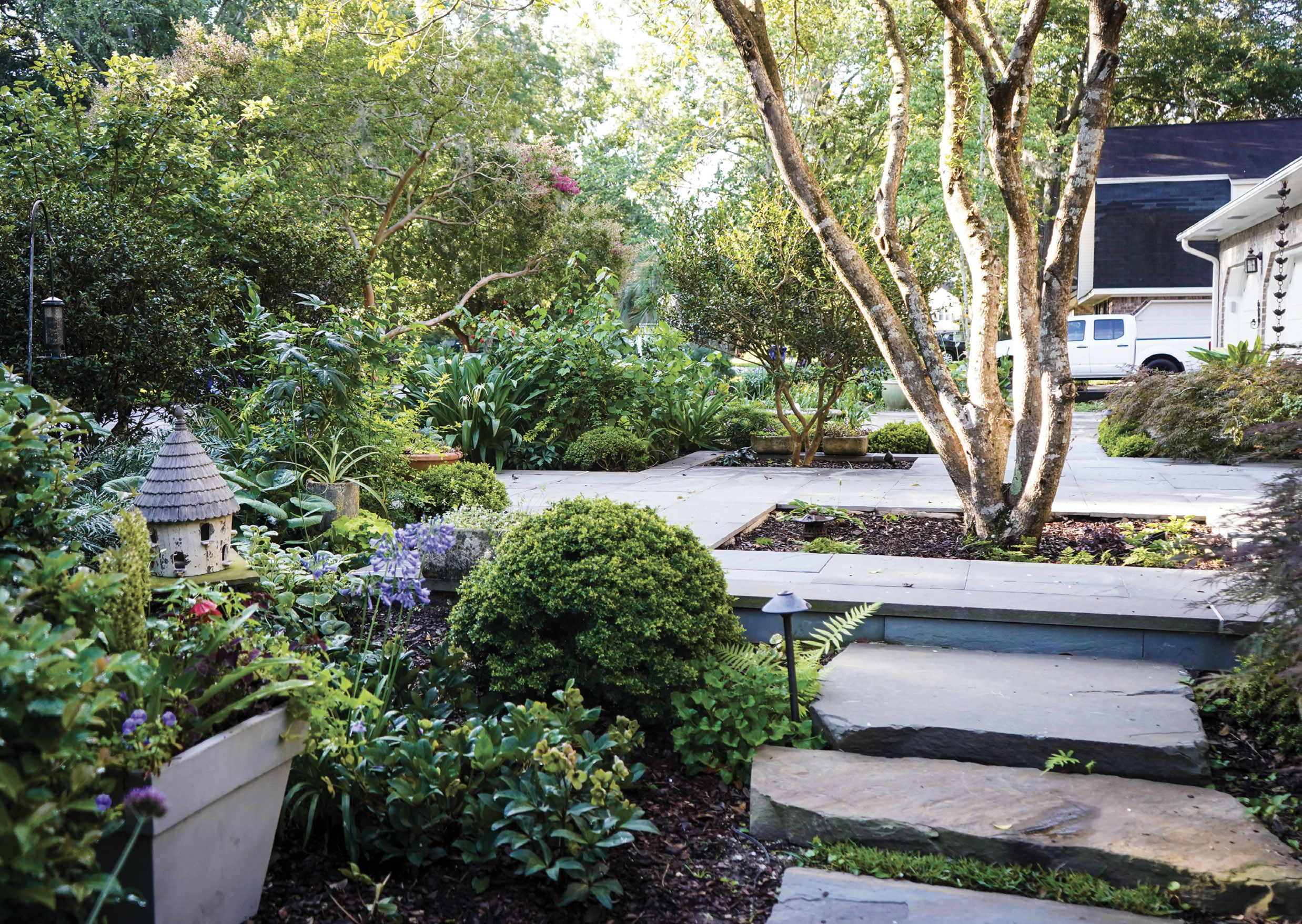 Elevated Entrance: Rivers transformed her front yard with a raised terrace that stretches from her porch toward the street and incorporates a tea olive and sasanqua camellia. A flagstone path accentuates the elevation change, curving among plantings such as (above) agapanthus, which Rivers values more for its strappy leaves than its blue flowers, and hellebores, blooming here in front of a ’Kingsville’ boxwood..