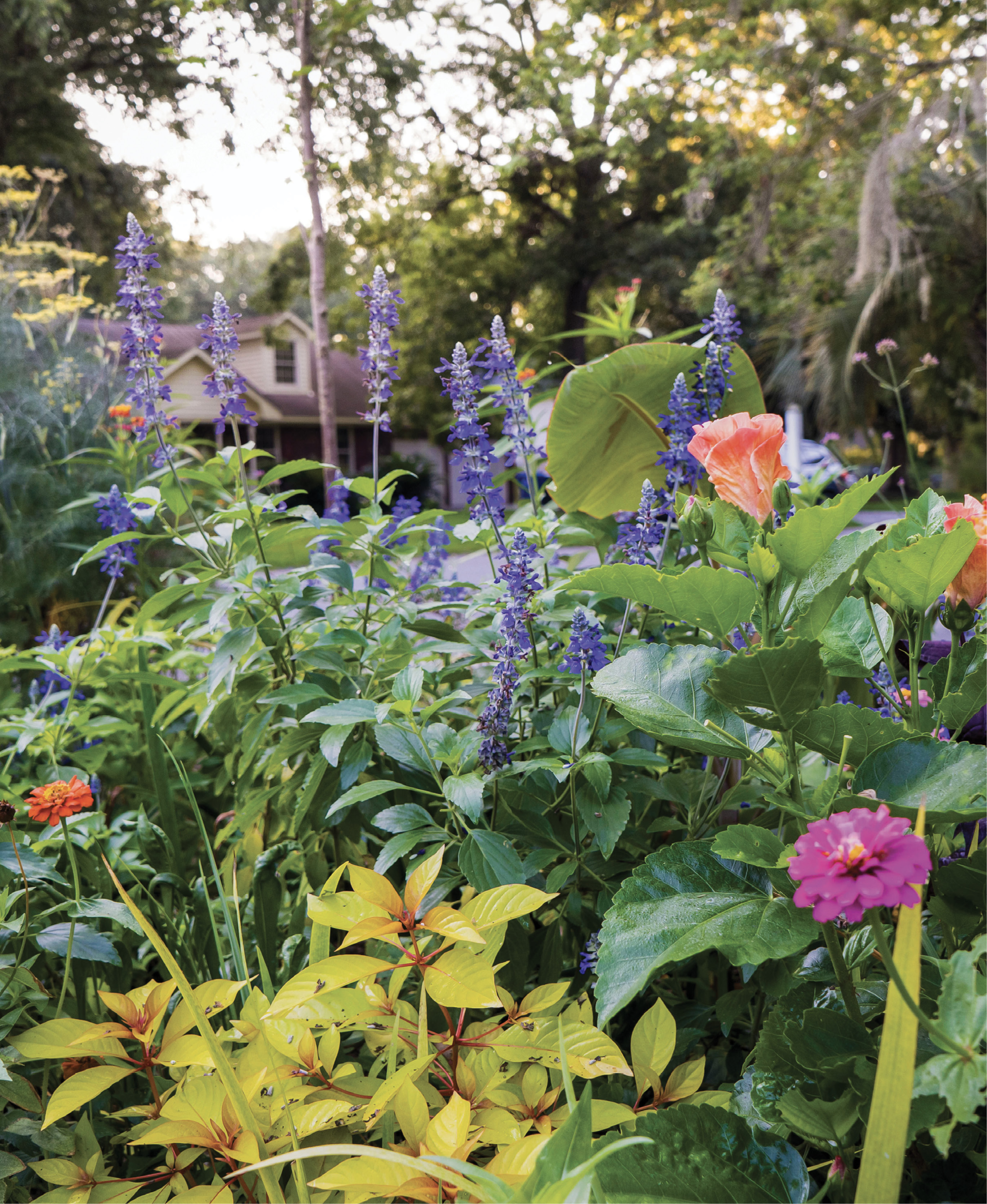 Buzz Worthy: A ‘Lime Sizzler’ firecracker shrub sets off the deeper-green foliage and bright blooms of bronze fennel, ’Mystic Spires Blue’ salvia, zinnias, and hibiscus that attract bees, hummingbirds, and butterflies.