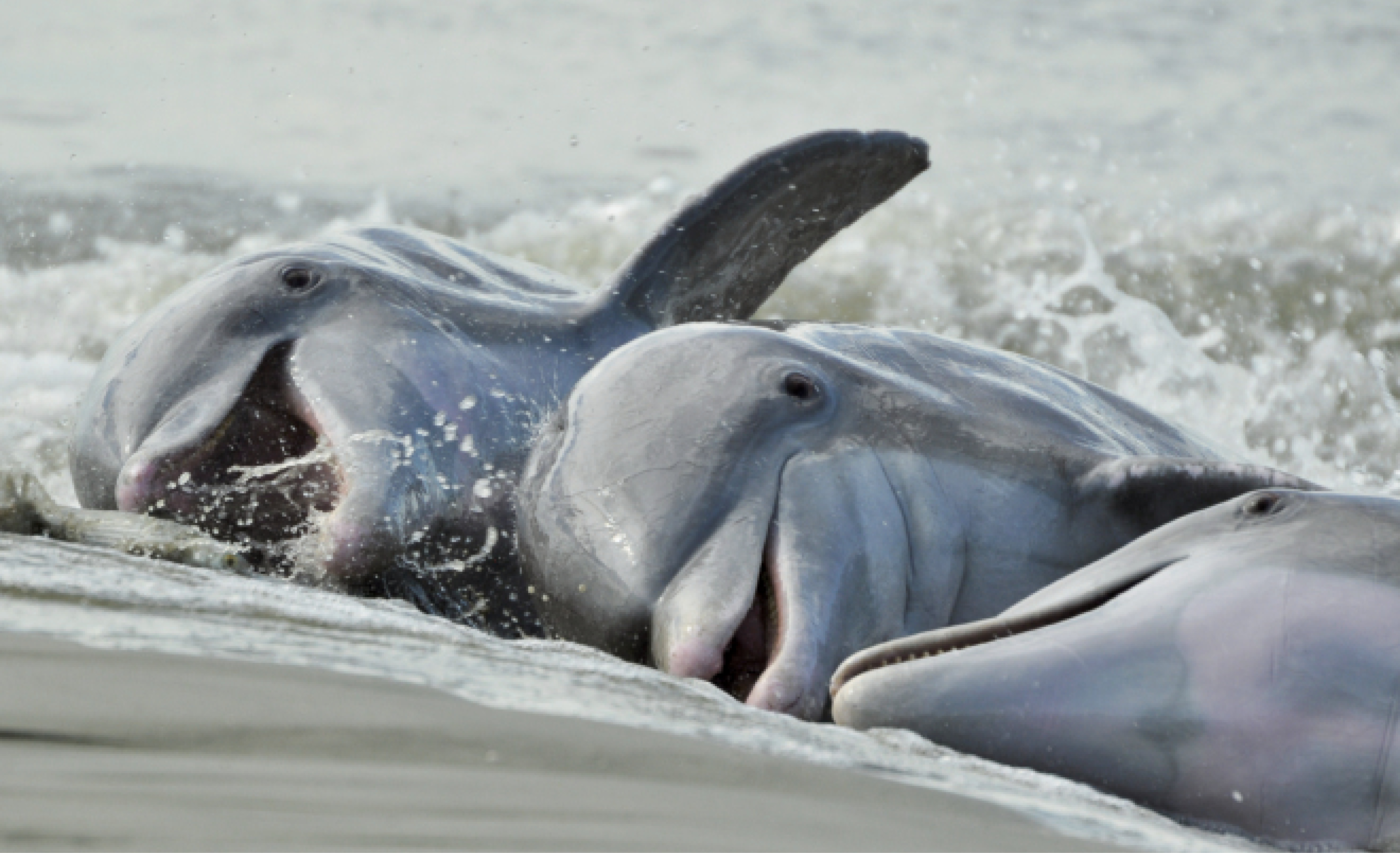 Alfresco Dining: Some of Charleston’s Atlantic bottlenose dolphins are known for a unique, learned behavior called “strand feeding,” which entails herding fish onto a bank, then momentarily “stranding” themselves on shore to catch their dinner.