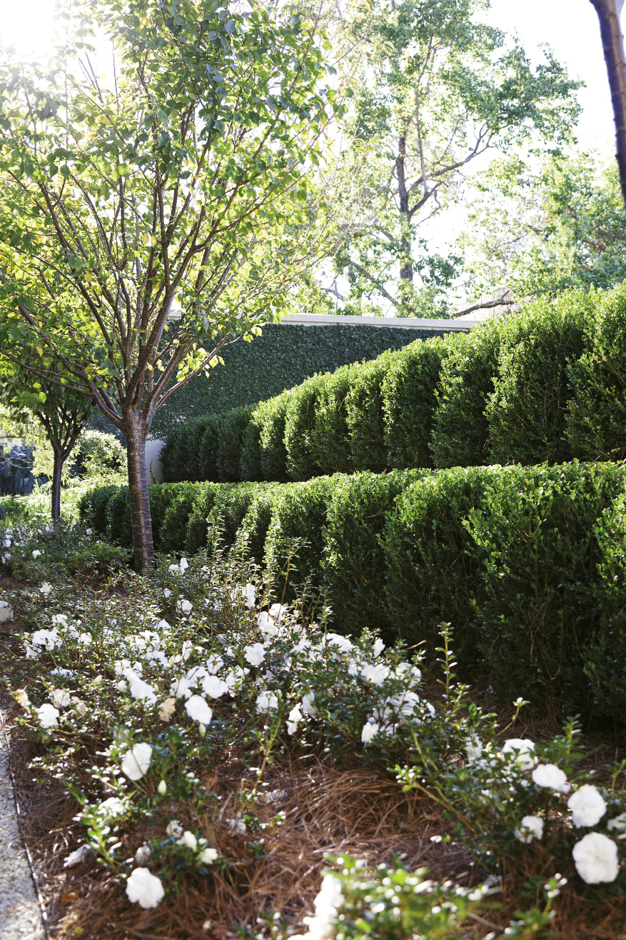 The back gate leads into a verdant haven in the Old Village, where a subtly dramatic garden awaits, including rows of undulating boxwoods and “hardy gardenia” azaleas.