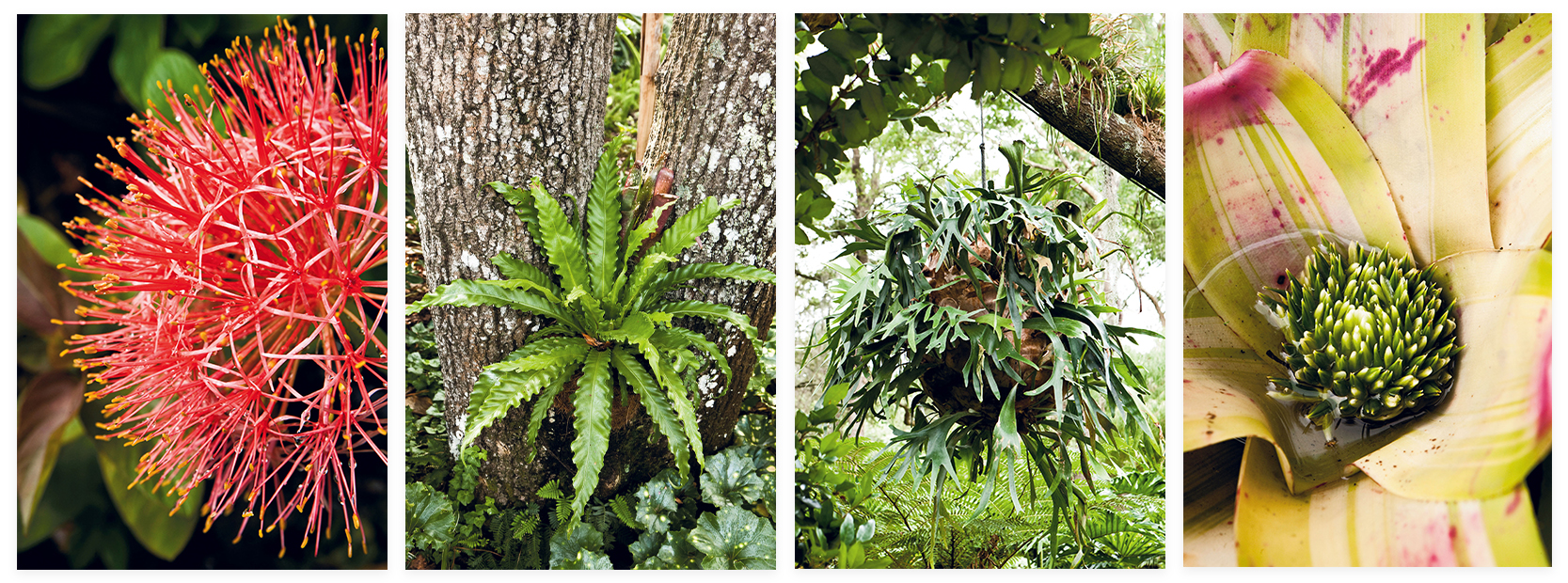 Variety Show: (left to right) Blood lily; a bird’s-nest fern lives happily on an oak; the color of this neoregelia (a type of bromeliad) changes with the light; this hefty staghorn fern is rigged to a pulley system to lower it from its roost for tending.