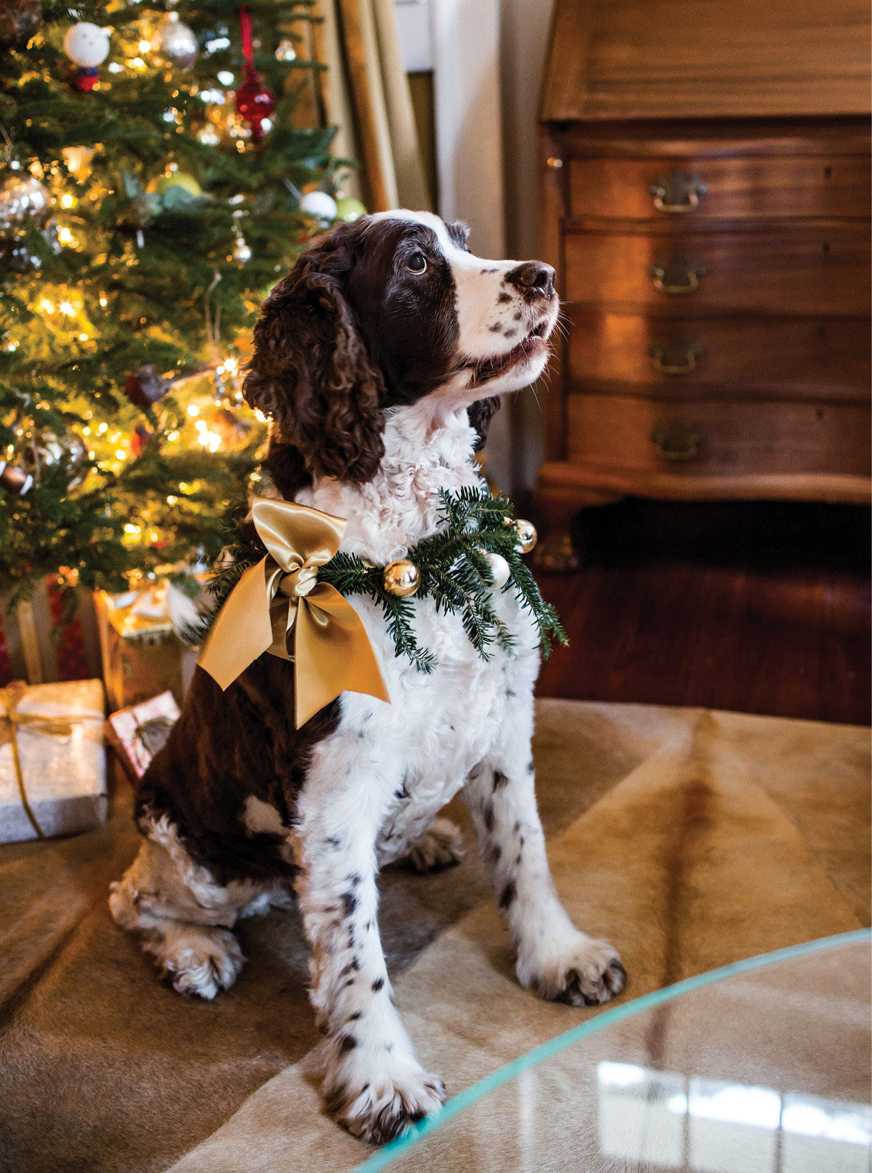 SHOP AT HOME: Georgia sports a posh collar made from choice Christmas scraps: ribbon from wrapping presents, a few “borrowed” ornaments, and sprigs from the tree.