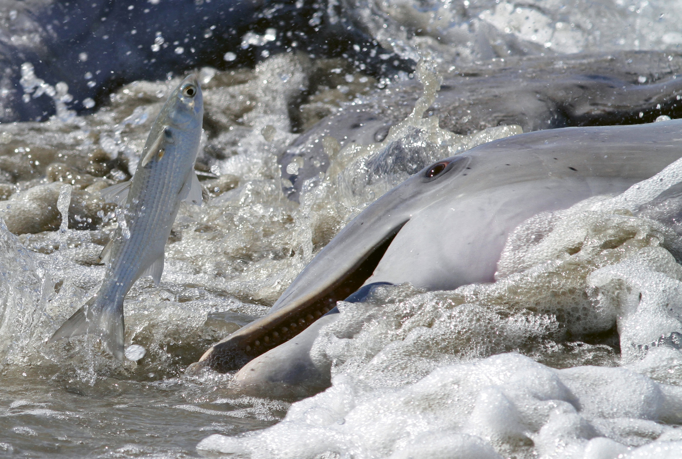 Dolphin Strand Feeding by Kevin M. McCarthy  {Professional category}  - A dolphin aims at a mullet at the mouth of the Kiawah River.