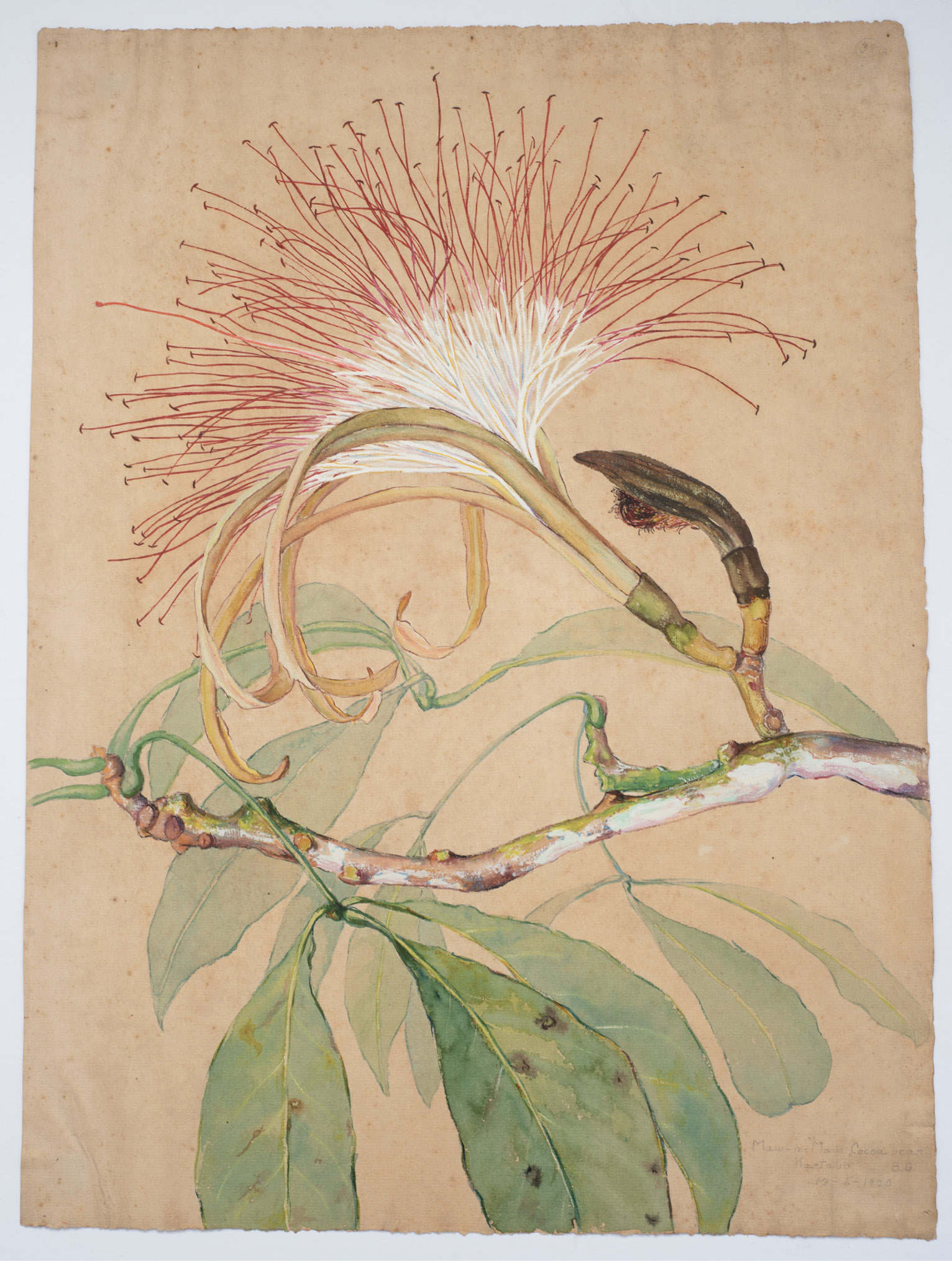 Taylor painted this detailed illustration of the cocoa bean tree’s branch, leaves, buds, and flowers from the jungles of Kartabo, British Guiana, in watercolor and gouache (Maw-a-maw, Cocoa bean, 1920).