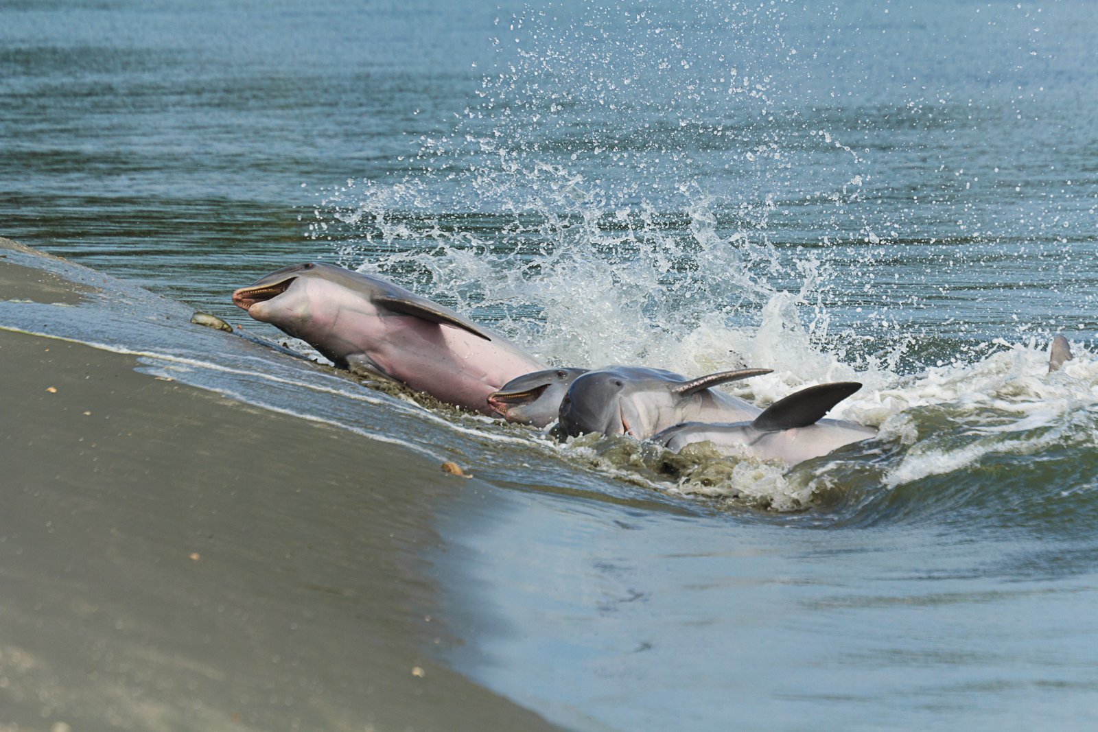 HONORABLE MENTION Amateur category: Dolphin Strand Feeding by Patricia Schaefer; “Dolphin strand feeding is a unique behavior seen in the Charleston area. The dolphin work together using echolocation to toss fish up onto the shore and then throw themselves on the bank to feed. They safely return to the water to try again if they are still hungry. Taken on Seabrook Island on September 15, 2015.”