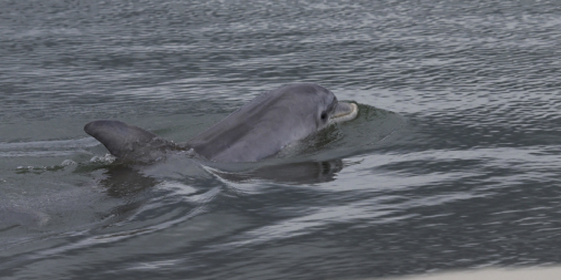 Charleston Wildlife: Dolphins Strand Feeding on Seabrook Island S.C.