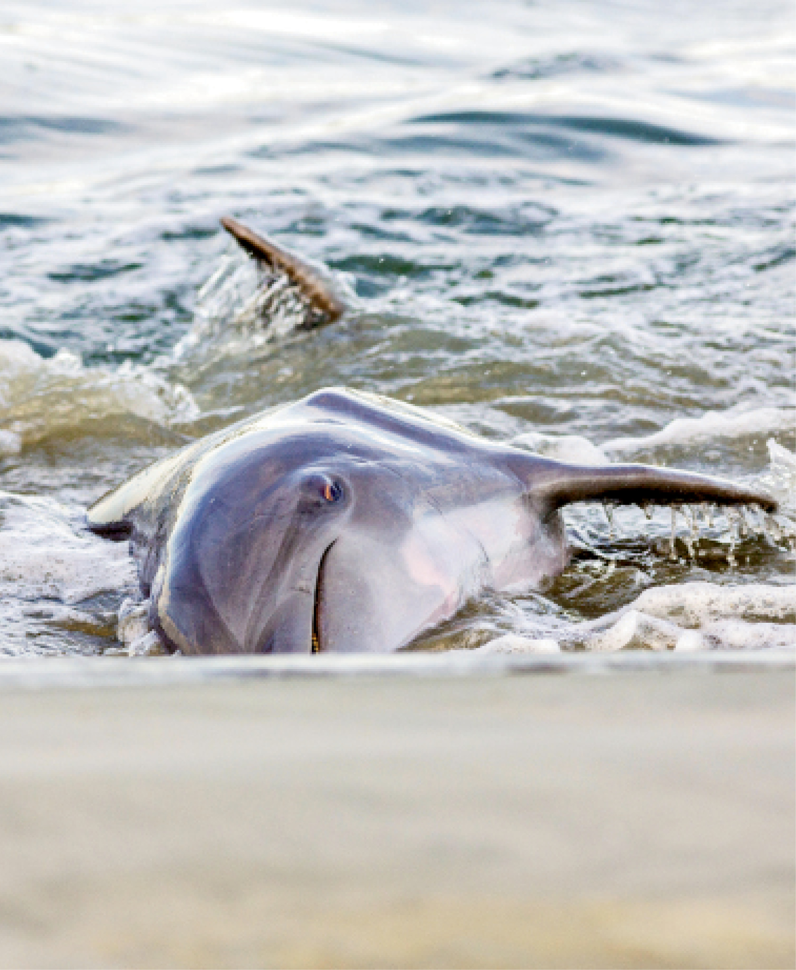“Strand feeding is a unique learned behavior, and Charleston is one of the few places in the world where dolphins are known to do it.”  —Lauren Rust, Lowcountry Marine Mammal Network