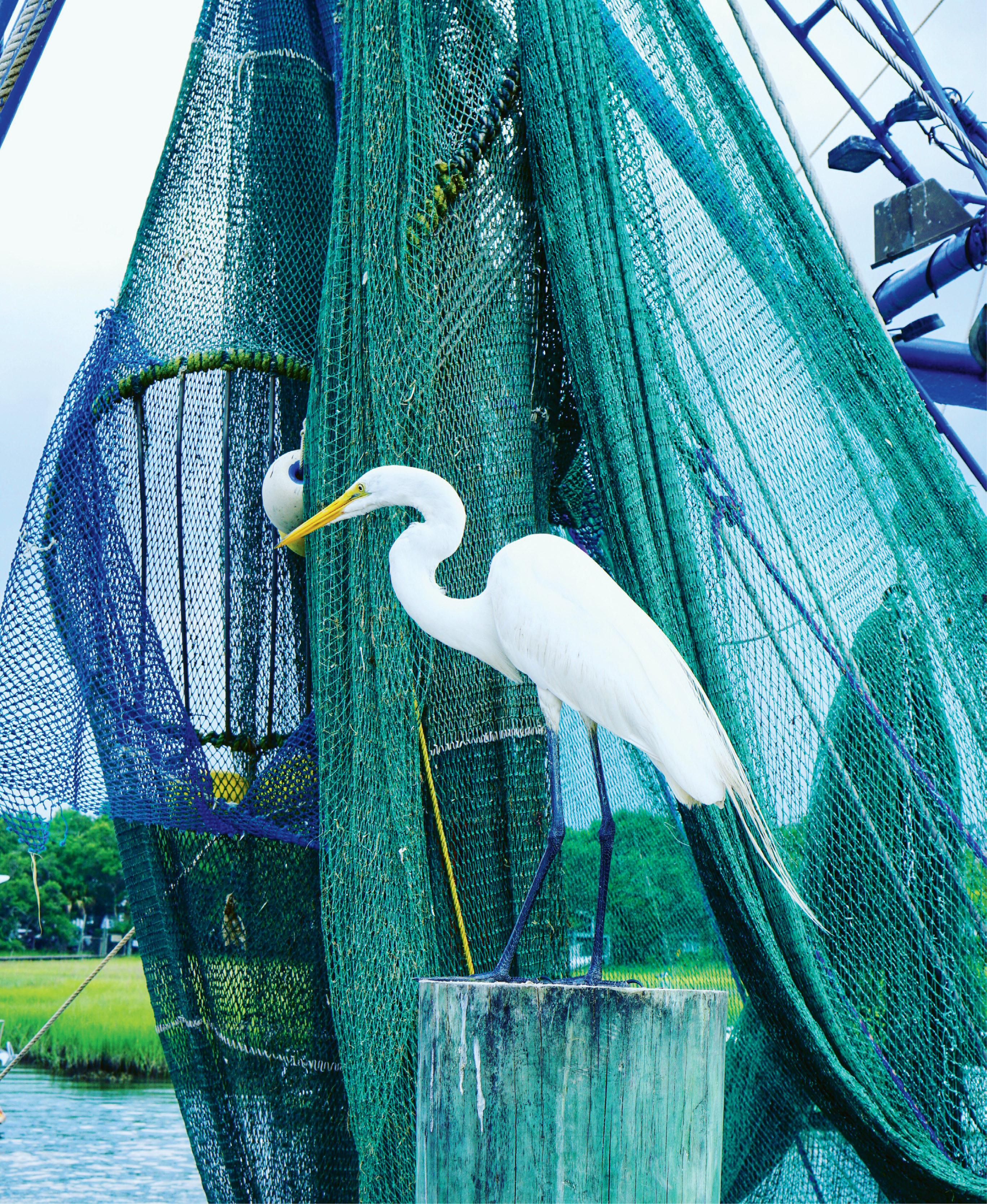 1st Place Amateur Category - Eyeing the Catch of the Day by Marnie Huger  {Amateur category}  - A great egret patiently awaits his next meal on a shrimp boat docked on Shem  Creek last summer.