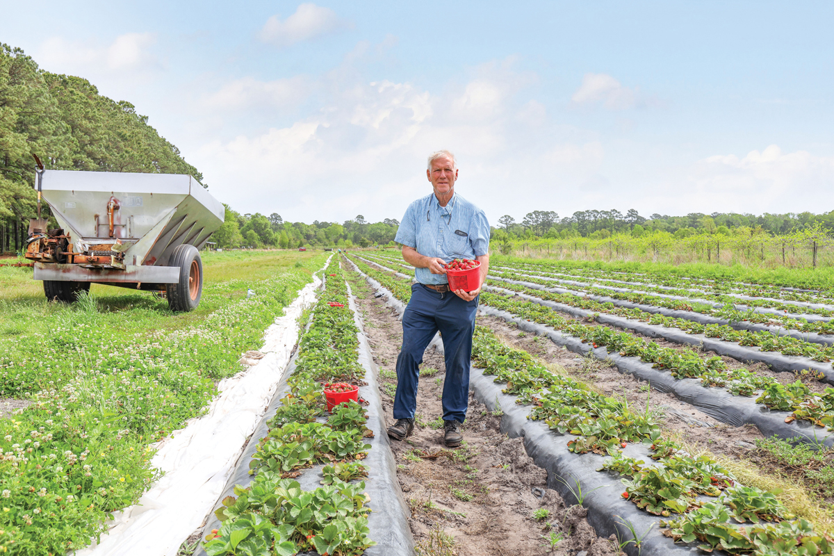 Since 1976, Pete Ambrose (above) and his wife, Babs, have farmed a variety of produce, including strawberries, at Ambrose Family Farm  on Wadmalaw Island.