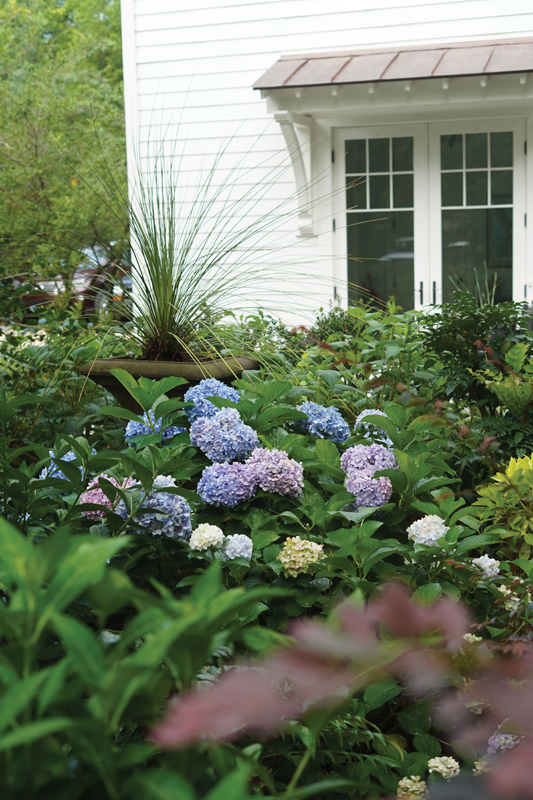 By the guest house, a potted desert spoon brings spiky texture to a bed featuring hydrangeas and mahonias.