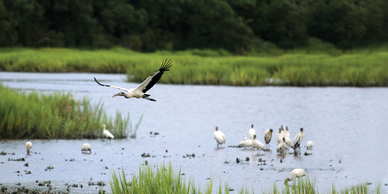 Awendaw's Avian Conservation Center celebrates 30 years of rescuing and  rehabbing birds of prey, Charleston SC