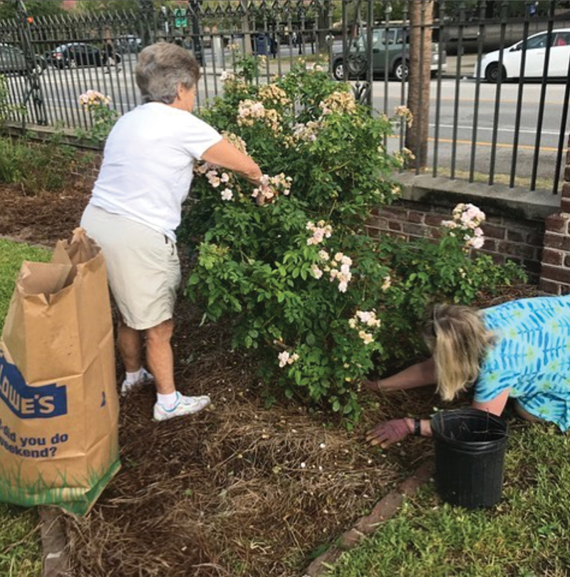 Volunteers with The Garden Club of Charleston tend the recently refurbished bank of Noisettes at the Joseph Manigault House.