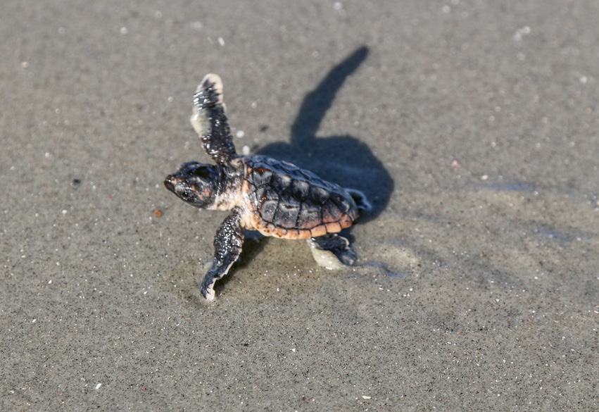 ...and ensure the hatchlings are heading in the right direction to the ocean.