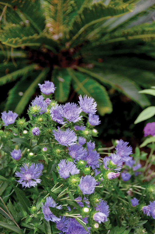 Stokes aster is a favorite native perennial.