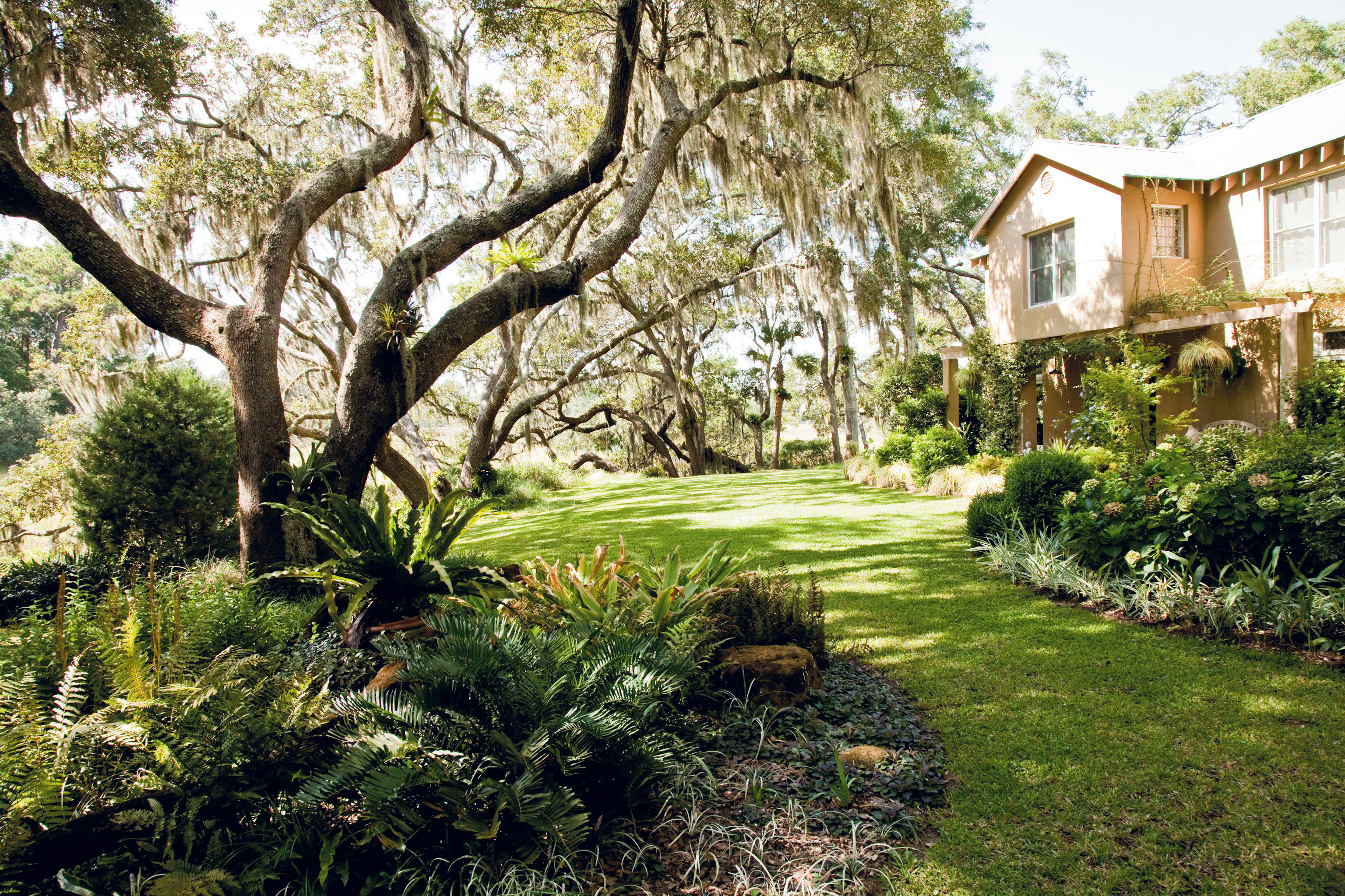 The canopy from numerous mature live oaks provides ideal light for the “woodland garden,“ including a variety of ferns, cast-iron plants, acanthuses, and hydrangeas.