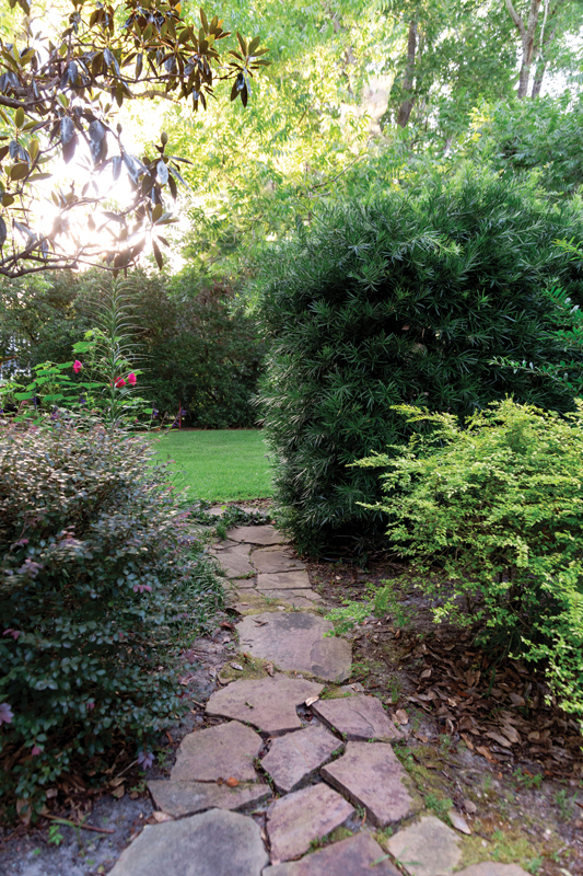 A stone pathway—framed by ‘Daruma’ loropetalum and hibiscus on one side, ‘Florida Sunshine’ ligustrum and podocarpus on the other—lures pool-goers deeper into the garden.