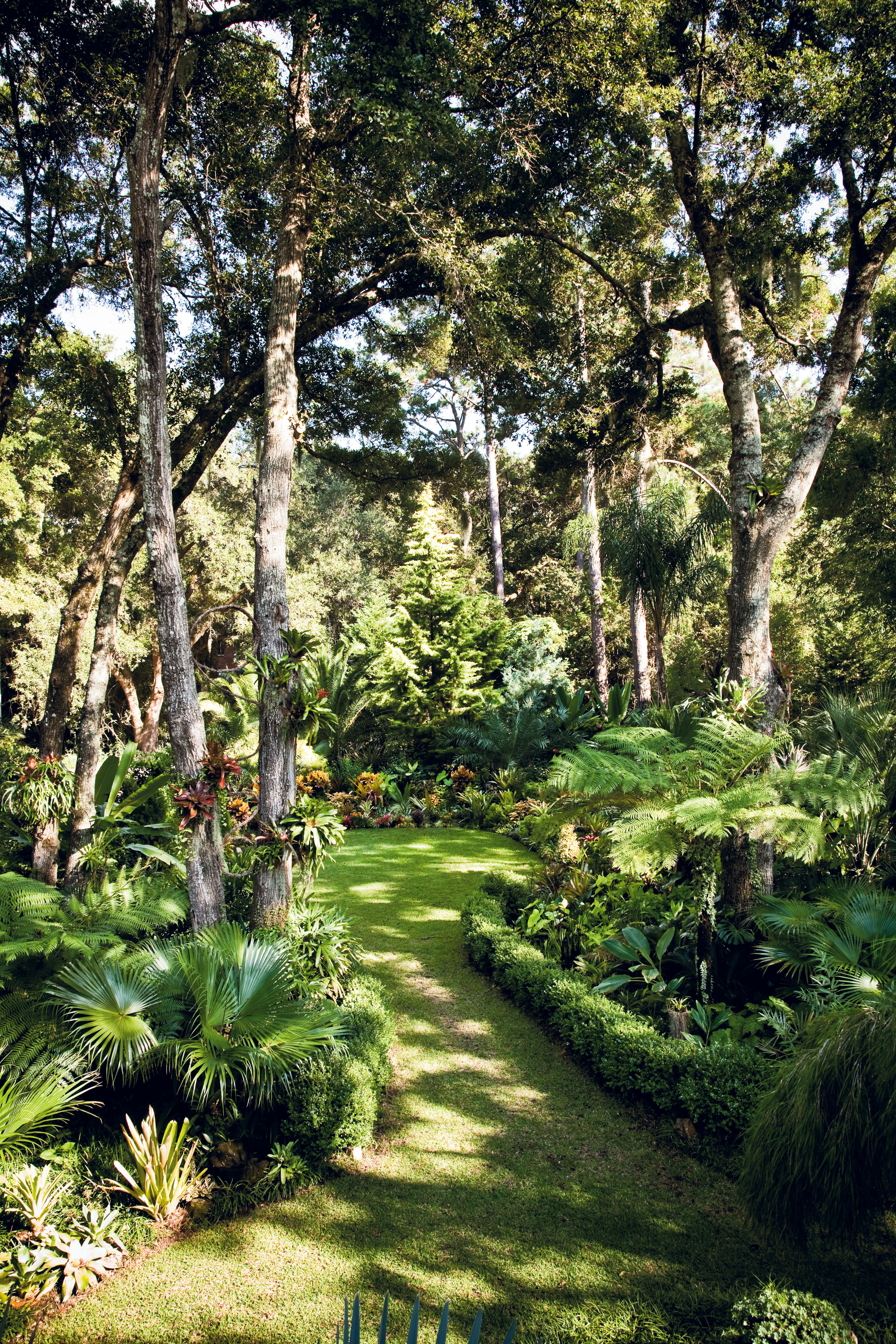 The tropical garden stretches from the front of the house to the road and includes heat- and humidity-loving plants, such as a variety of Australian tree ferns, banana plants, bromeliads, elephant ears, and palms. “We get them from trips to Florida,” says Smeal of the bromeliads. “We have learned what grows in our microclimate and have gotten them to grow in the trees the way they are supposed to.” To accomplish this, Smeal uses industrial adhesive to affix the bromeliads to oaks and palms, then staples window screen mesh over the roots to save them from pesky squirrels. He covers the screens with Spanish moss, fittingly as he points out it’s the Lowcountry’s native bromeliad.