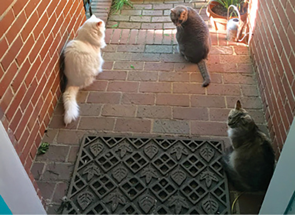 Feline Friends:  “I have three cats. We were just adopted by this little feral guy we call Vader. And there’s Zeedo and Brisket, who came from Home Team BBQ.”