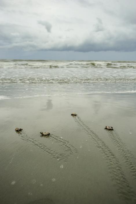 The arduous journey to adulthood begins for four baby loggerheads who lagged behind when their siblings emerged three nights prior. It will be another 20 to 30 years before they reach reproductive maturity and return to a beach to continue the cycle.