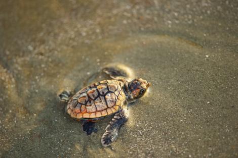 “These are definitely charismatic animals,” says Kelly Thorvalson of the S.C. Aquarium. People gravitate to and relate to sea turtles, and by becoming invested in turtle well being, they in turn become more interested in caring for the broader marine habitat.