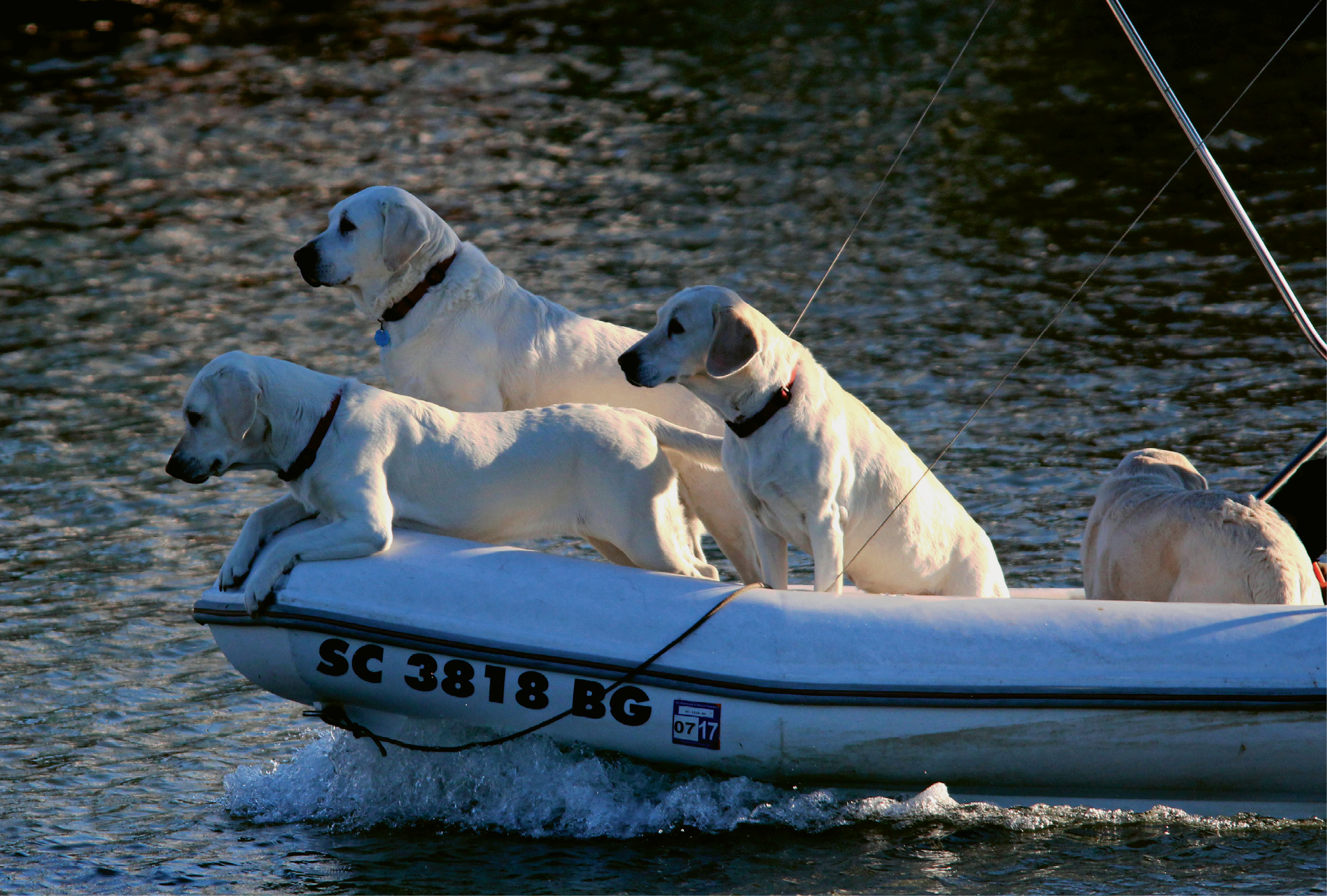 Lab-a-boat Retrievers by Harry Phillips  {Amateur category} - Captain’s best friends cruising up the Cooper River in February 2015
