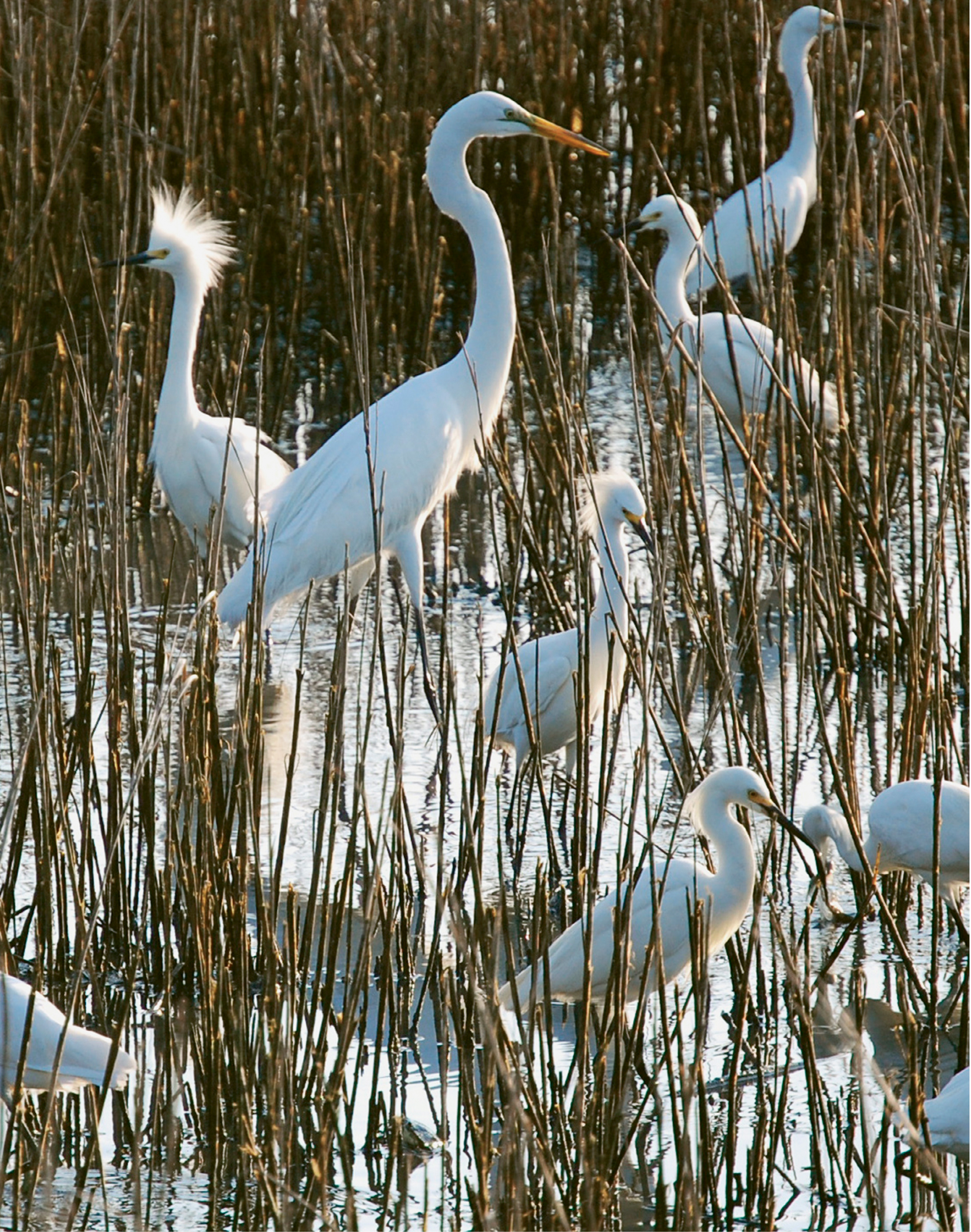 Breakfast Meeting by Hilarie Lambert  {Amateur category} - Hungry egrets in the marsh near the James Island Yacht Club