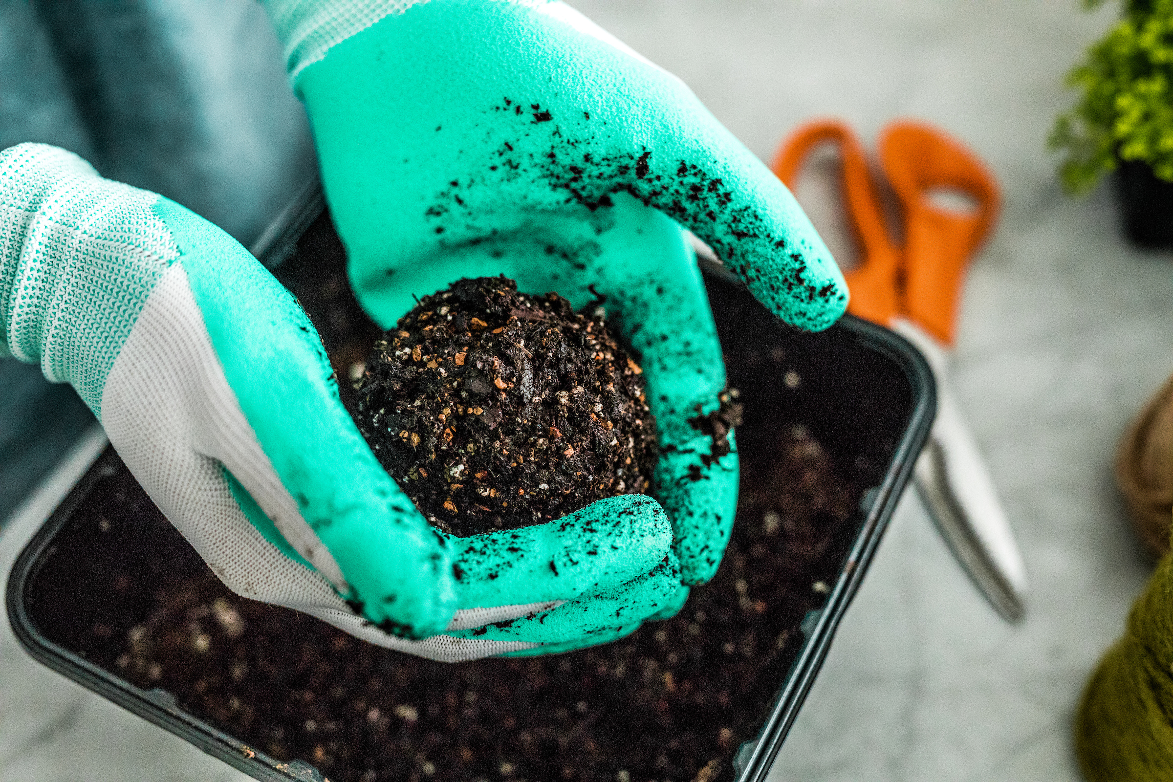 Pour soil into a clean container and add water until soil is damp enough that you can shape it into a sphere about four to eight inches in diameter. (Larger spheres give root systems more room to grow.)