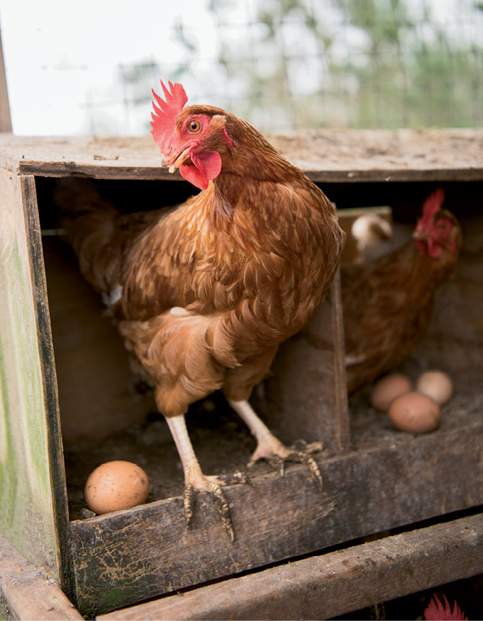 An ISA Brown hen peers out; “They all have unique personalities,” Storey says.
