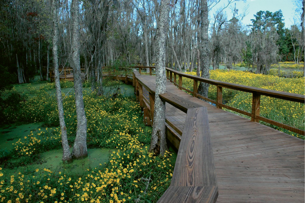 2. Walk or bike the boardwalks through Magnolia Plantation’s Audubon Swamp Garden.