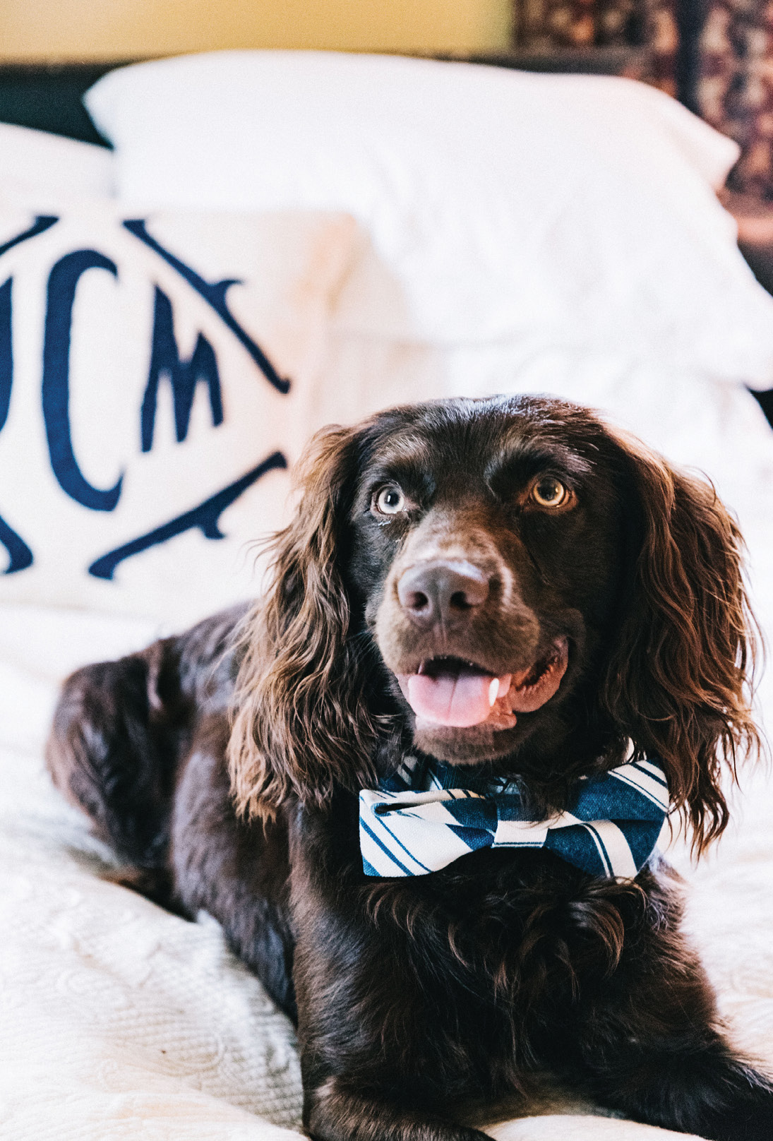 posh pup The Viscount Gabriel Cipriani of Windermere (aka “Cips”) awaits his debut: “Know how your guests feel about pets; if any are wary, perhaps introduce your dog on a leash or send him out for a playdate,” advises Mitchell