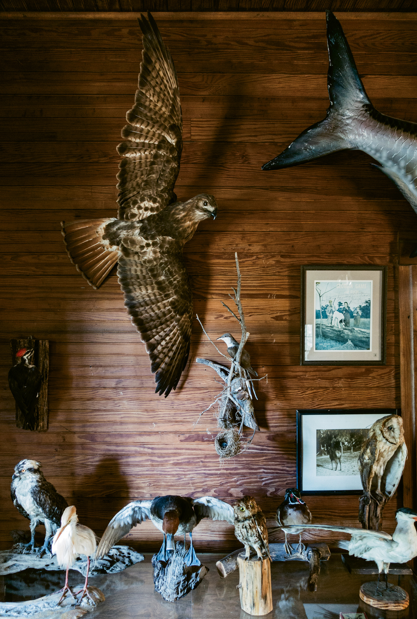 Wild in &amp; out: The lodge walls are lined with mementos from the island’s history and past guests, along with stuffed birds and other natural science treasures.