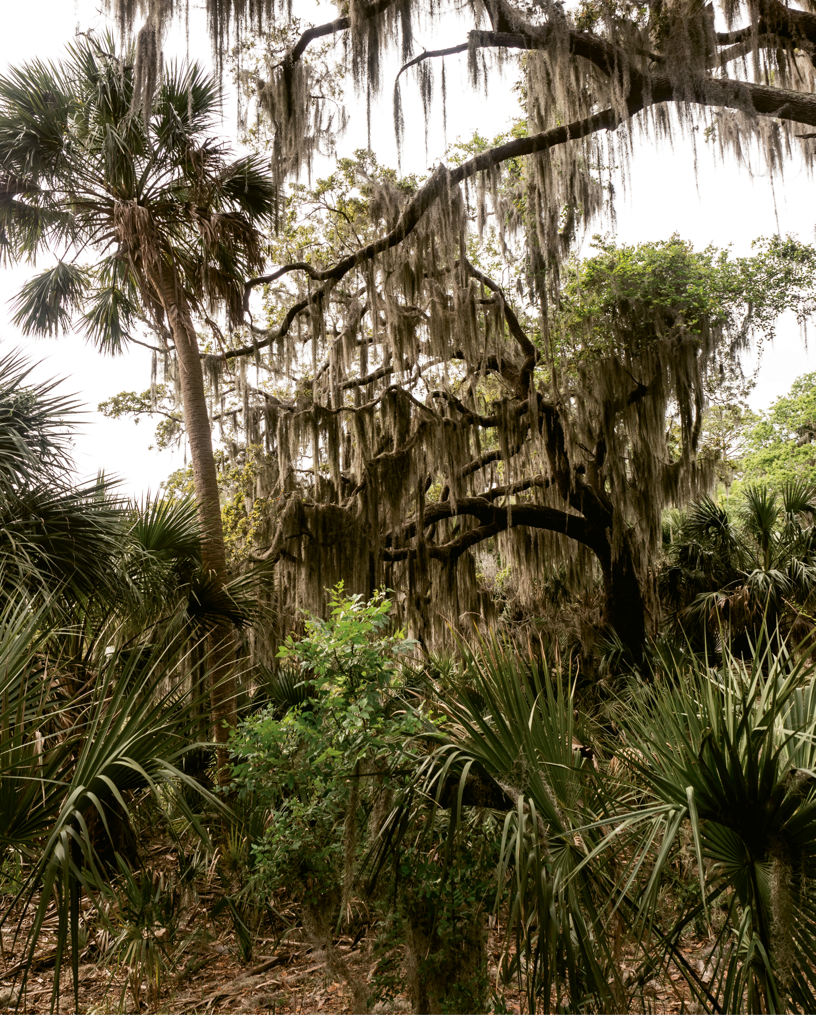 Spanish moss is thick in the maritime forest.