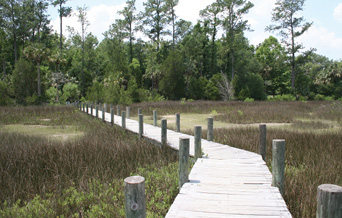 Lowcountry Trips  - “On weekends, we take the kids and our Irish wolfhound, Finn, hiking on the marsh trails.”