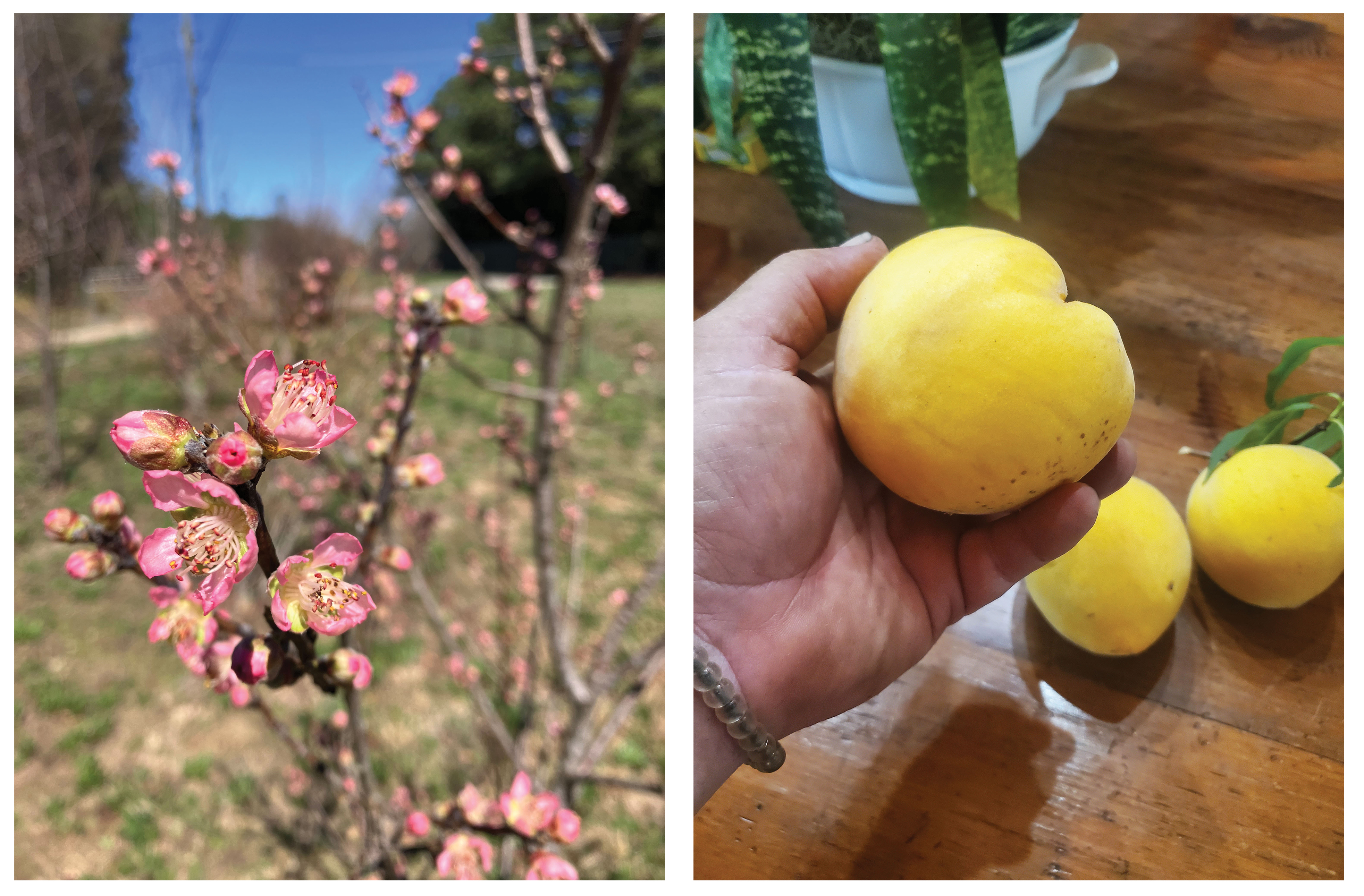 A lemon cling tree blooms in the home garden of Columbia horticulturalist Keith Mearns; (right) Rodger’s Heirlooms, an orchard near Columbia, has had success with fruiting.