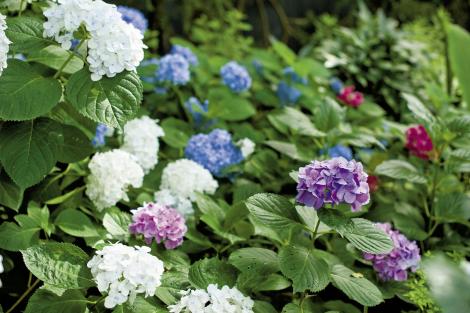Branching Out: Tommy planted 10 varieties of hydrangea.