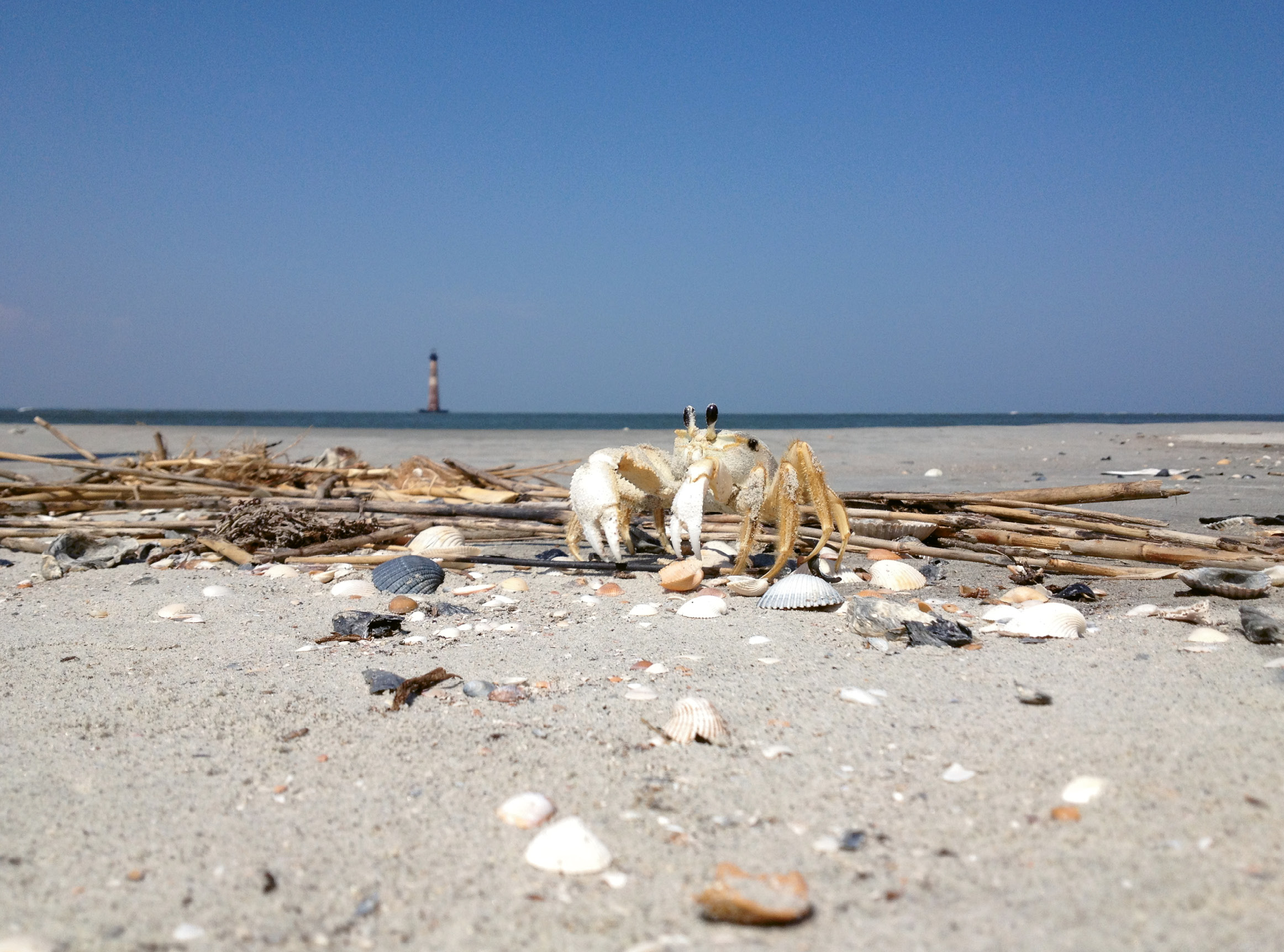 Up Close &amp; Personal by James C. Smith  {Amateur category}  - A ghost crab with Morris Island Lighthouse in the distance