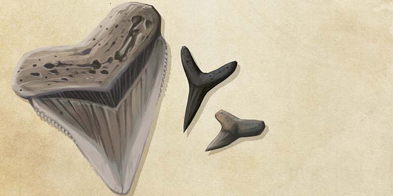 Shark Teeth | Charleston SC | Charleston Magazine