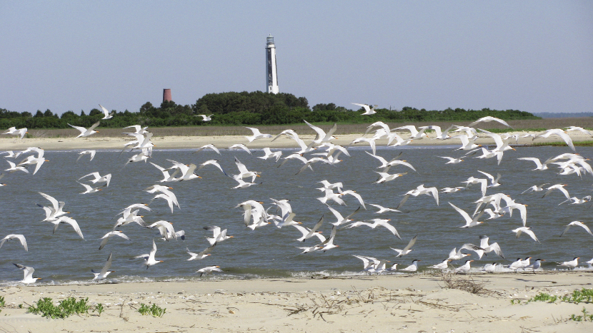 Cape Island is part of the most untamed shoreline on the entire East Coast.