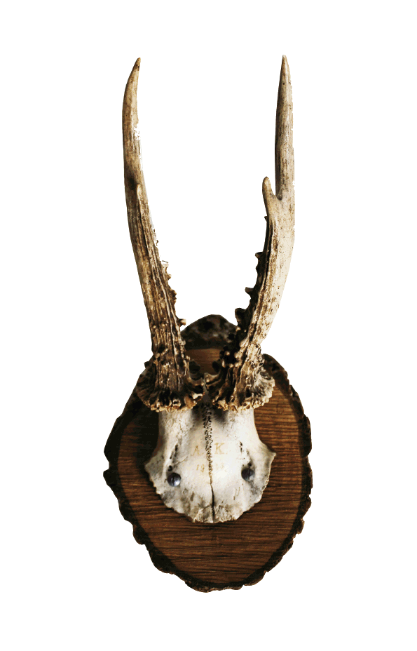 Vintage mounted antlers, $85, at Seventeen South Antiques
