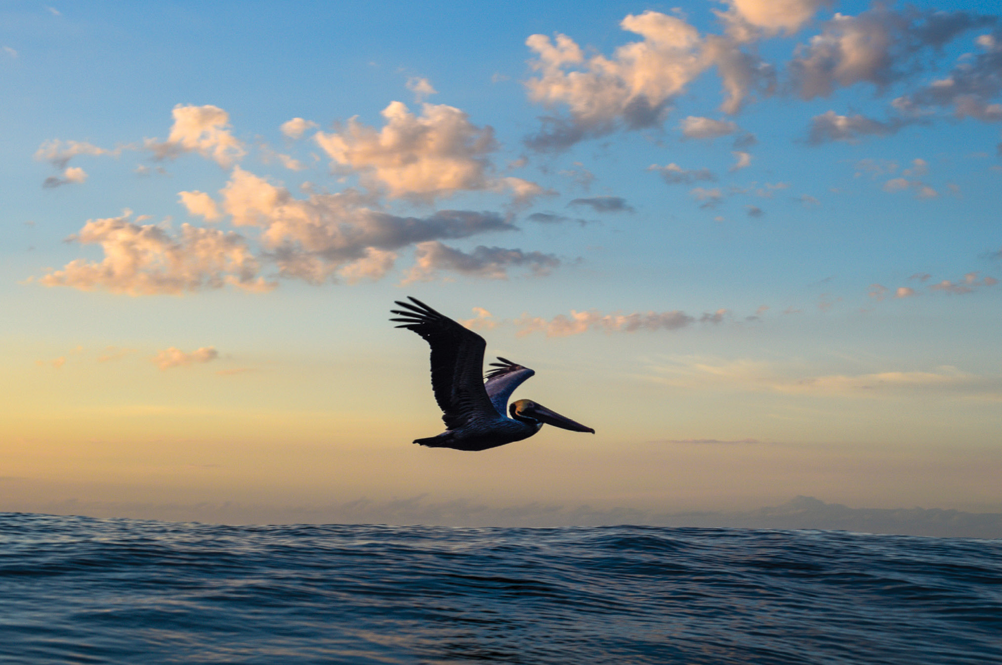 A pelican scans the waves during an April sunrise