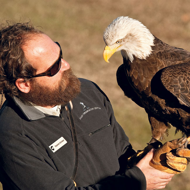 Awendaw's Avian Conservation Center celebrates 30 years of rescuing and  rehabbing birds of prey, Charleston SC