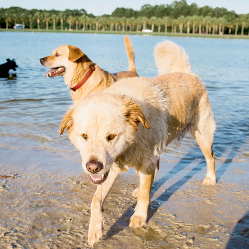 OffLeash Dog Parks Charleston SC Charleston Magazine